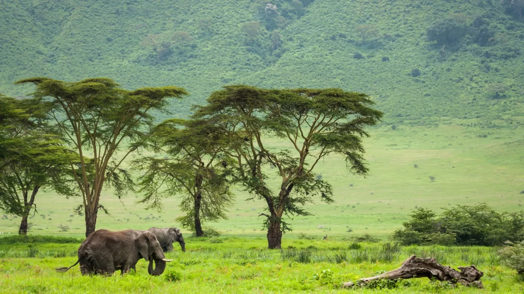 Usambara Mountains