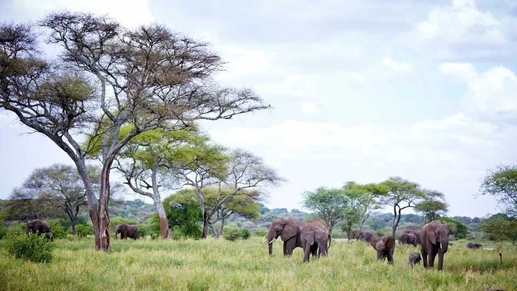 5-Day Tarangire, Serengeti, Ngorongoro & Lake Manyara Safari