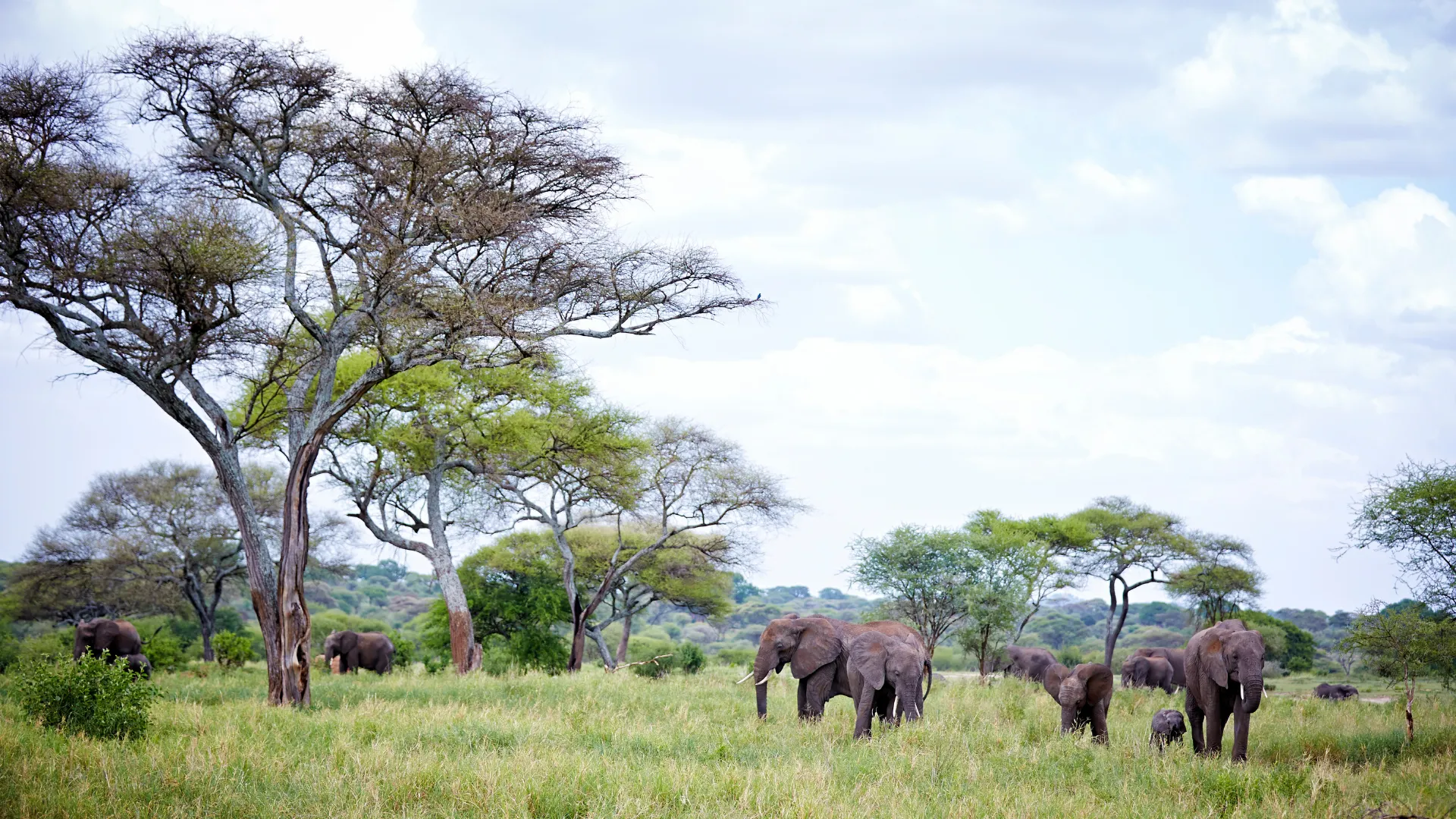 5-Day Tarangire, Serengeti, Ngorongoro & Lake Manyara Safari