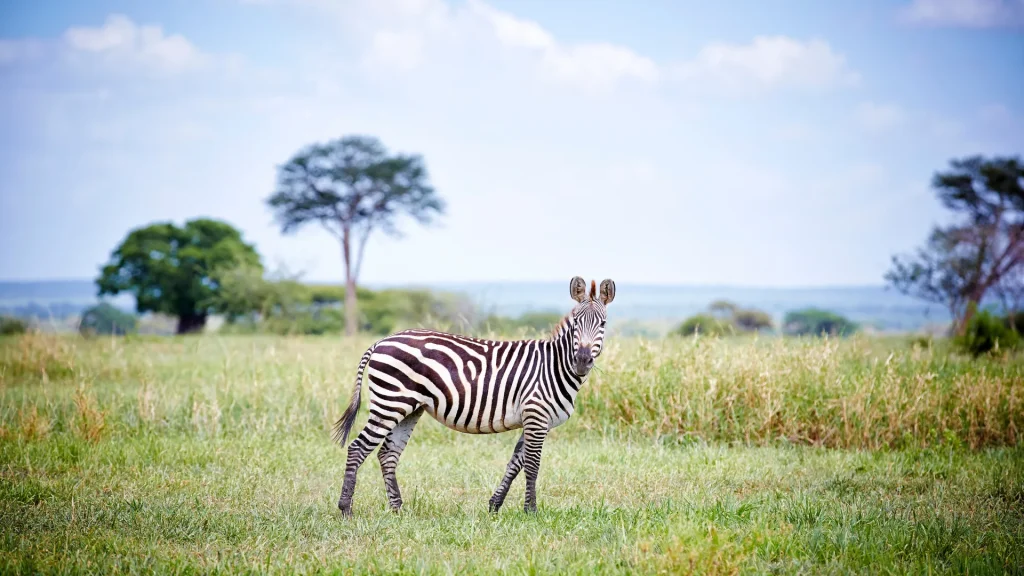 12-Day Trip Northern Tanzania & Zanzibar