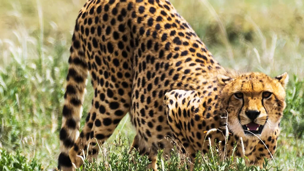 6-Day Northern Tanzania Safari Parks