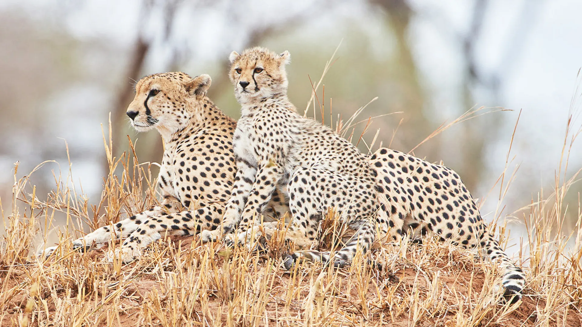 8-Day Serengeti & Ngorongoro Luxury Safari Experience