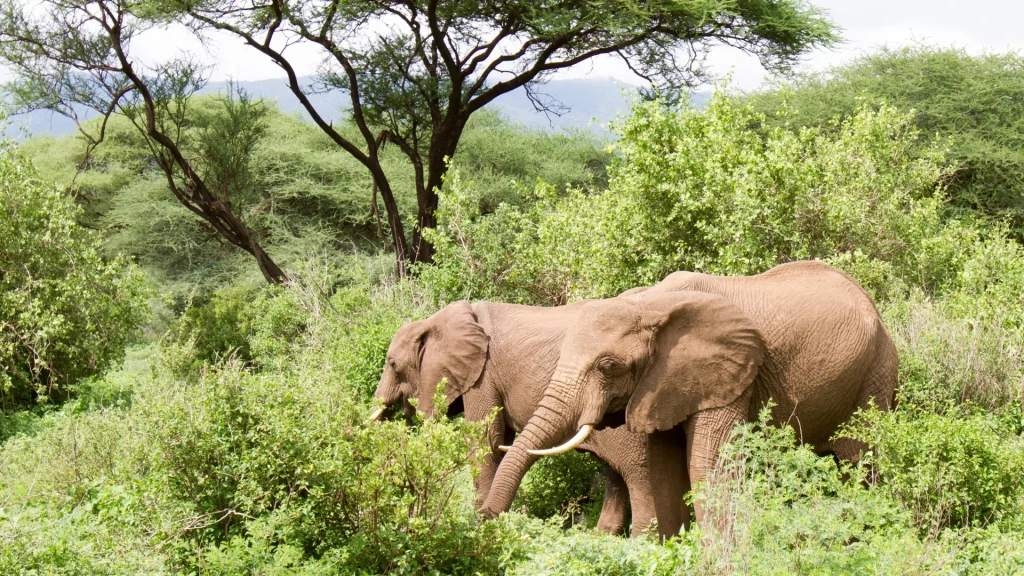 Tarangire National Park