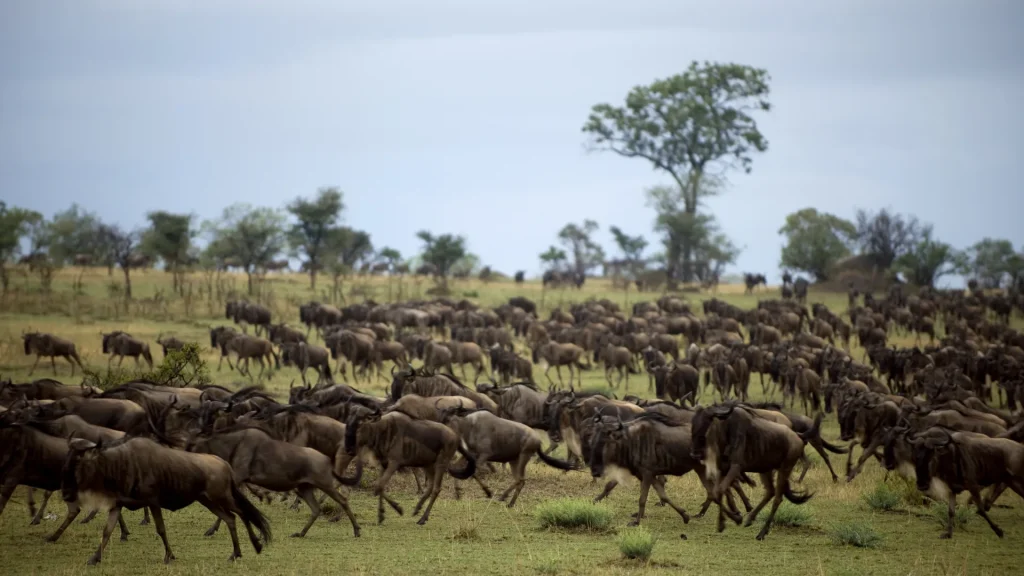 5-Day Tarangire, Serengeti, Ngorongoro and Lake Manyara