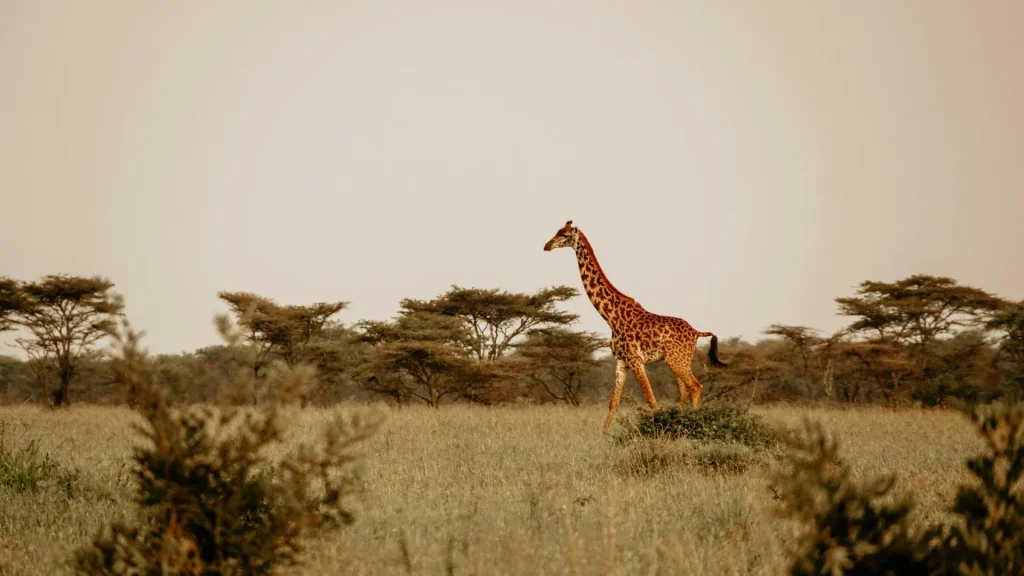 10-Day Great Migration Safari: Serengeti River Crossing Journey