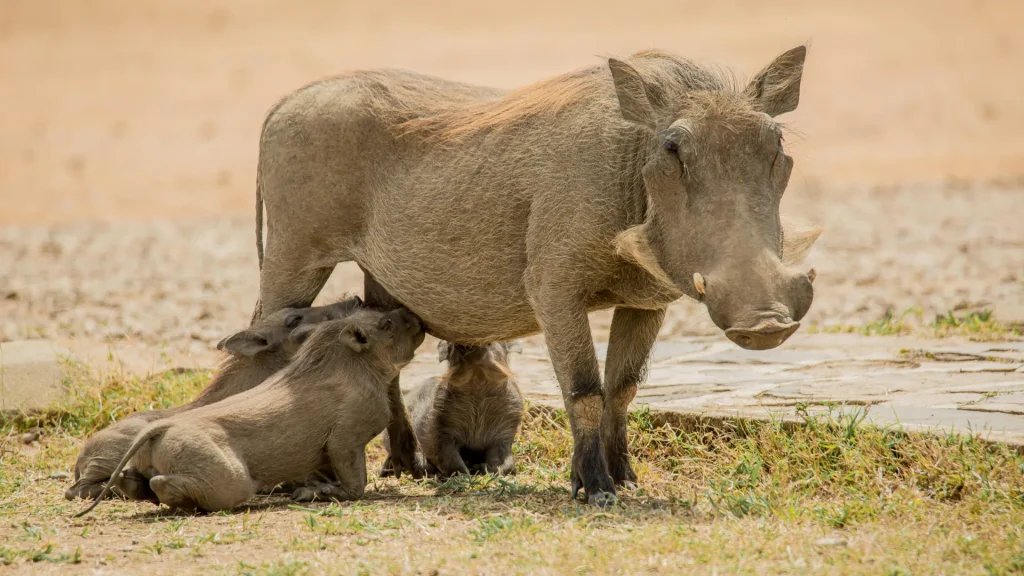 3-Day Tarangire, Ngorongoro & Lake Manyara Camping Safari