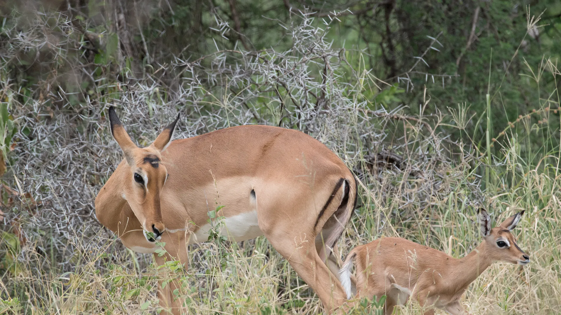 7 Days Tanzania Luxury Safari — All-Inclusive
