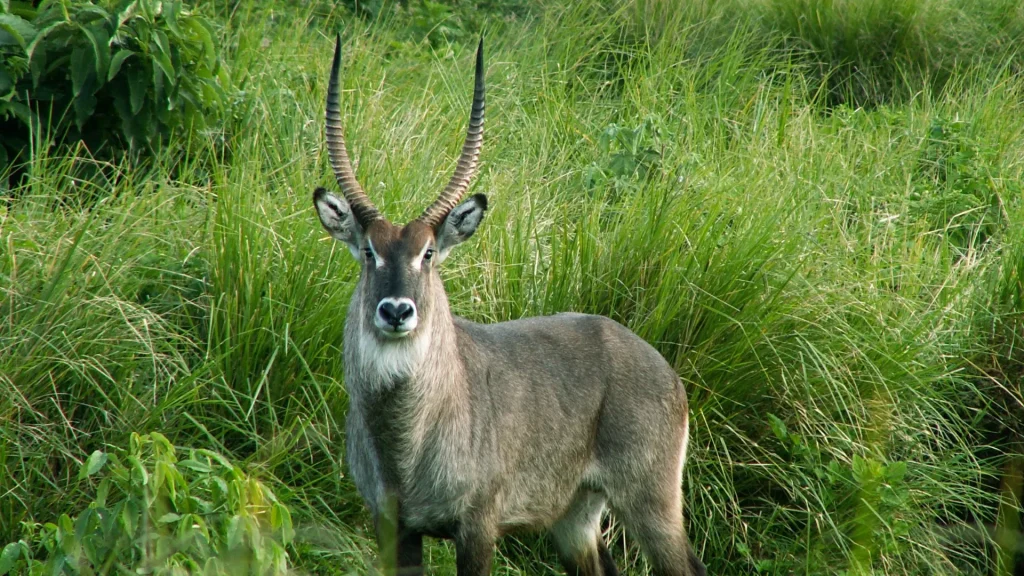 Makuyuni Wildlife Park