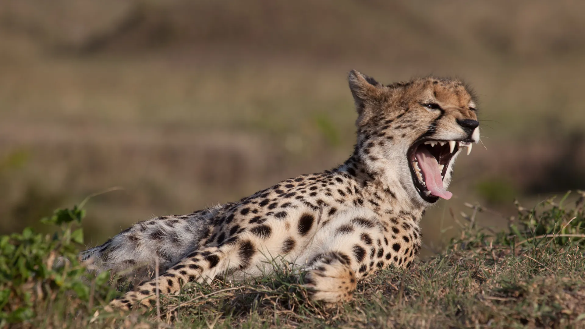 4-Day Tarangire, Manyara & Ngorongoro Lodge Safari