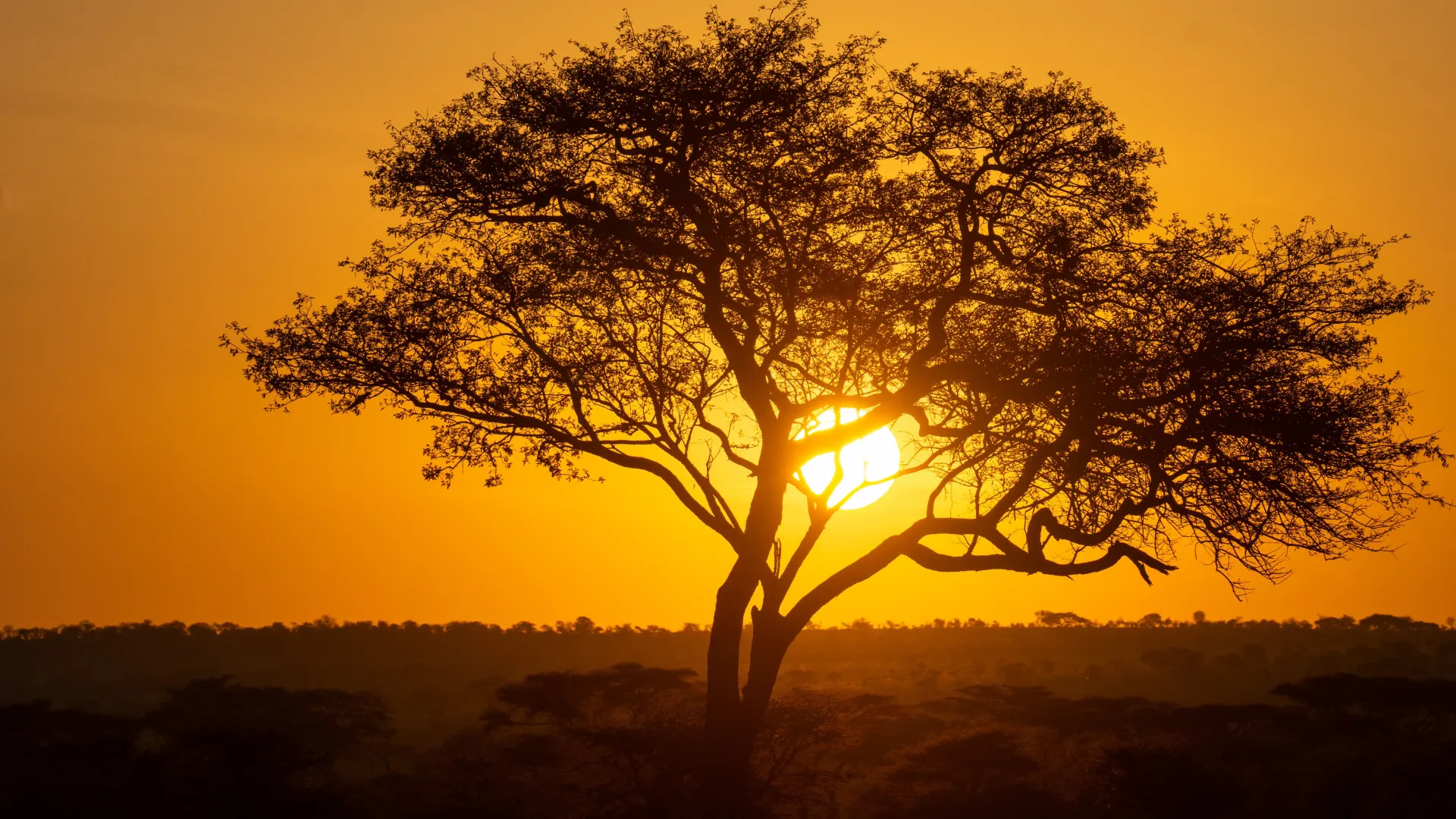 11-Day Tanzania & Zanzibar Safari