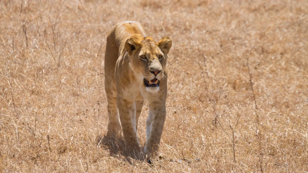 3-Day Serengeti & Ngorongoro Crater Safari