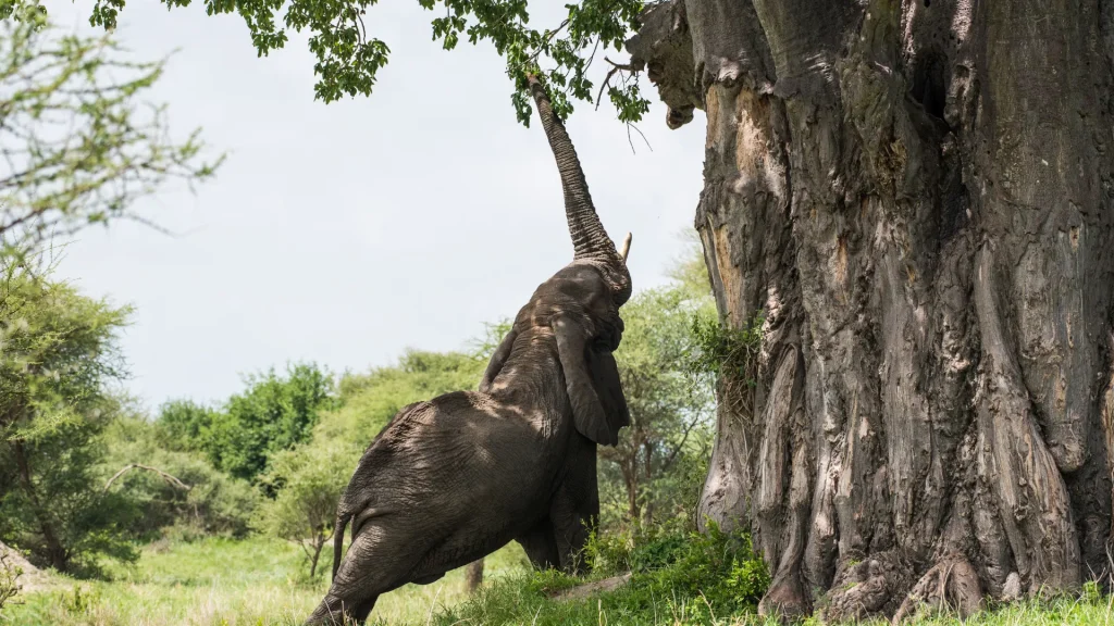 4-Day Tarangire, Serengeti & Ngorongoro Safari